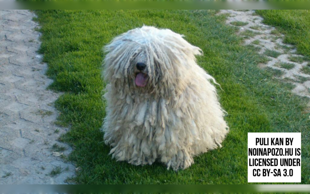 The medium-sized Puli dog breed is most known for its lengthy coat of cords.Puli were first used as guardians and herding dogs in Hungary.