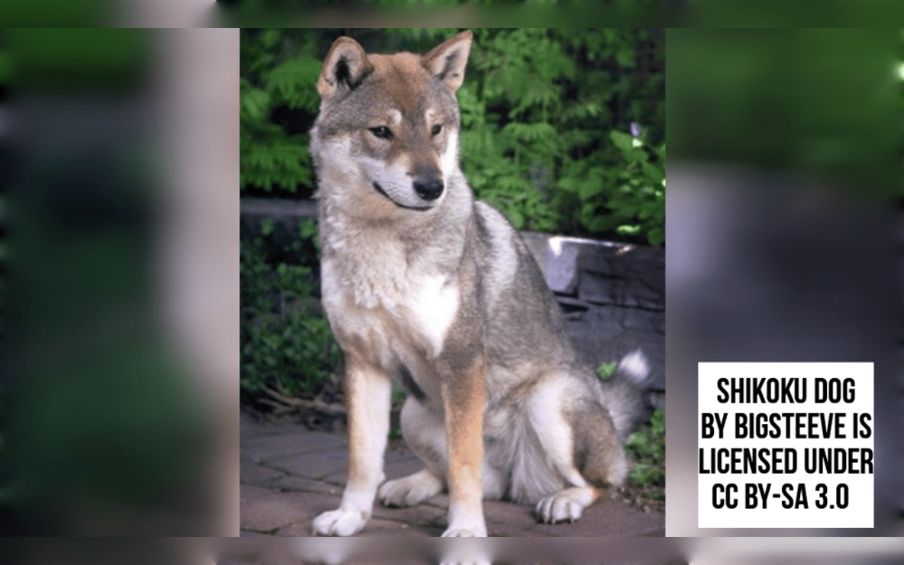 The Shikoku dog is a medium-sized Japanese spitz breed.They have short, upward-curling tails, sharp ears, and thick coat.His undercoat is dense and silky, while his outside coat is straight and rough. His tail is covered in lengthy hair.