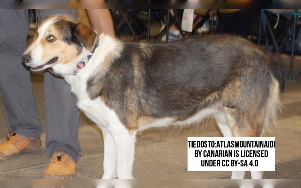 Native to North Africa's Atlas Mountains, the Aidi dog breed is used as a livestock guardian to keep herds of sheep and goats safe.The Aidi is a medium-sized dog breed with a lean, muscular build.