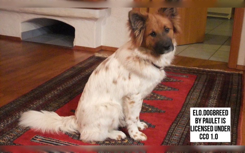 The Elo is a new breed of dog developed in Germany crossed between Eurasiers and Old English Sheepdogs that usually has medium-length coats and thick undercoats that shield them from inclement weather. 