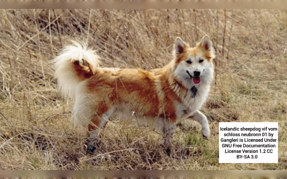 The only native small-to-medium-sized dog breed in Iceland, the Icelandic Sheepdog has thick, double coats and pointed ears and has a very bushy tail.