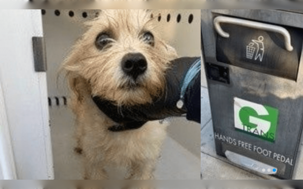 A Gardena ( California) police officer rescued an abandoned puppy who was whining inside a self-compacting trash can. The dog was eventually adopted on Christmas Eve.