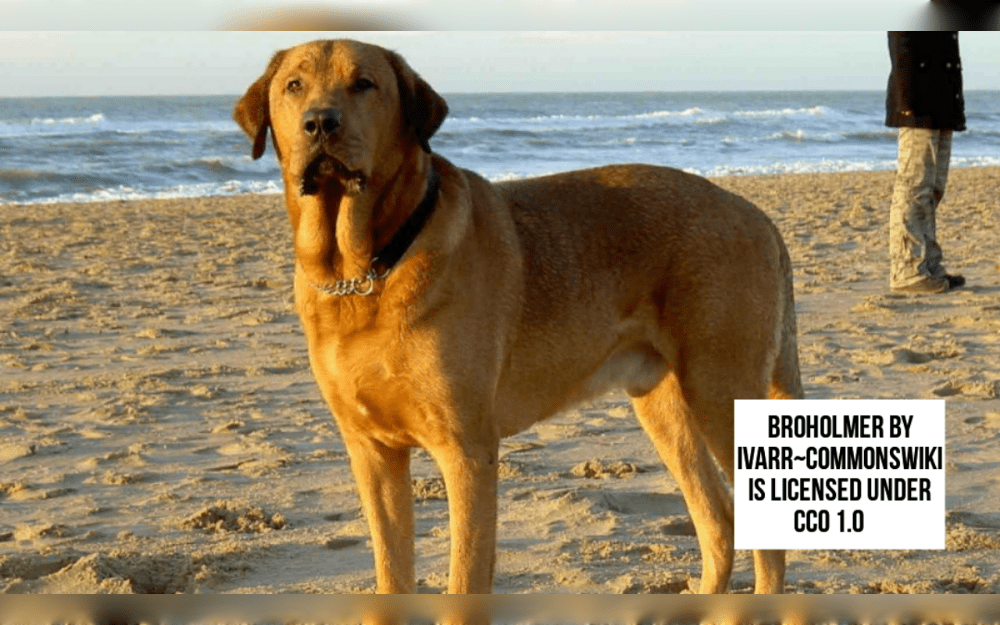 Originally used for deer hunting, the Broholmer, commonly known as the Danish Mastiff, is a huge working dog from Denmark.