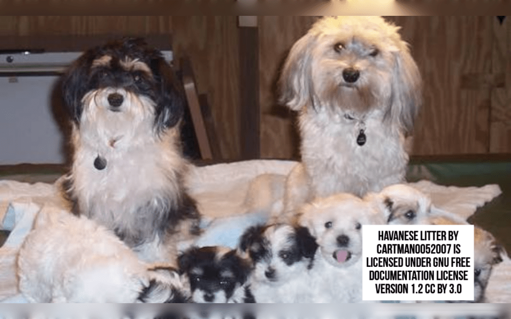 Cuba's national dog Havanese is a toy breed.They have a long, silky double coat with ringlets that might be straight or wavy. Black, silver, white, cream, tan, fawn, gold, sable, or red are the most common coat colors.