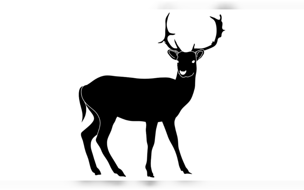 A deer became stuck in the basement of a Grand Chute home in Northeast Wisconsin, United States,  after crashing through the window.