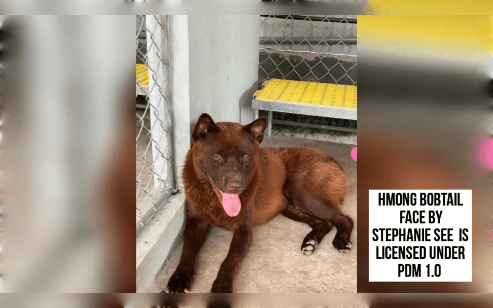 Hmong bobtail dog is an ancient dog breed of Vietnam. The Hmong people of northern Vietnam use this dog breed mostly for hunting.