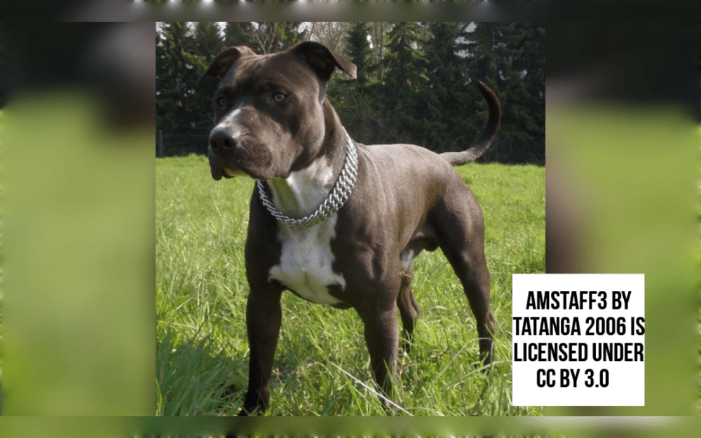 The American Staffordshire Terrier or Staffie is a loyal, sturdy, and compact breed.They were developed by crossing Terriers with Bulldogs.