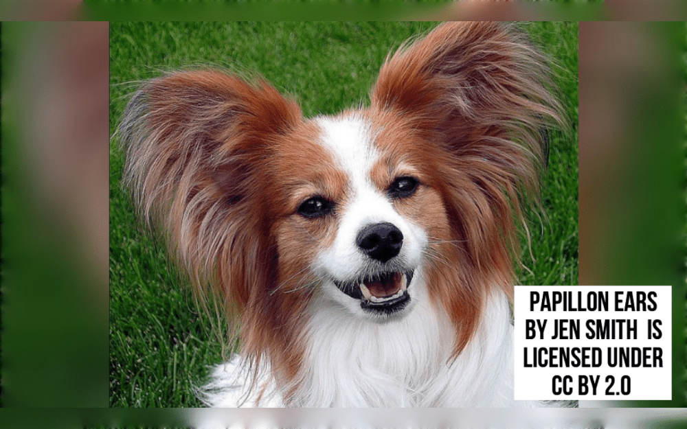 The papillon is a small toy dog breed from France.Butterfly is termed in French as papillon.This attractive breed is friendly, alert, and an ideal companion and are friendly with children  and known for their beautiful butterfly-like ears.