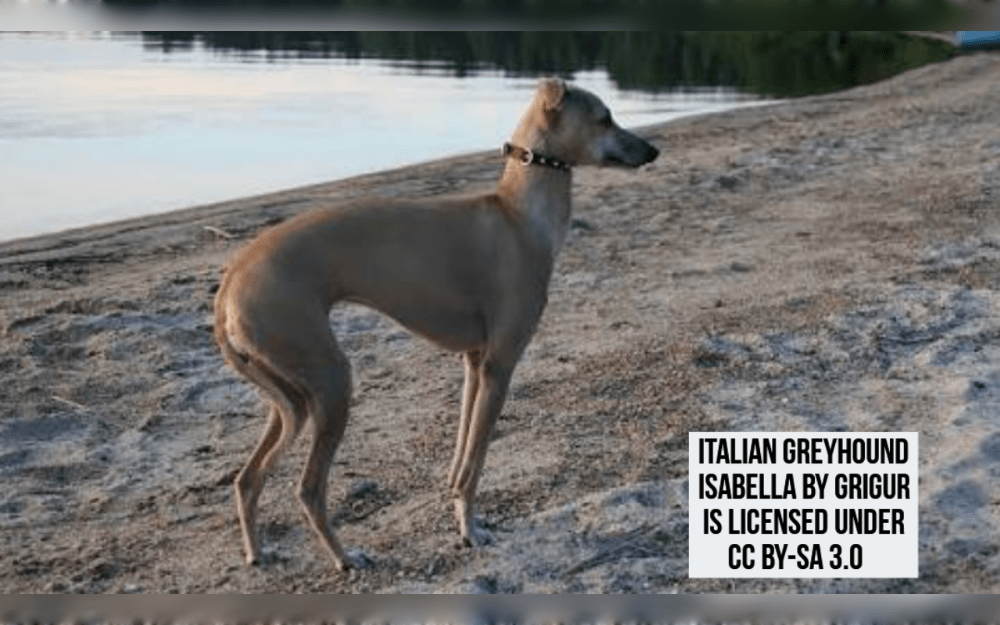 The Italian greyhound is a small sightsound with smooth skin and a short coat.Black, fawn, blue fawn, chocolate, tan, red fawn, blue, slate gray, gray, yellow, and red are the colors of their coats.Their bodies are sleek and slim with a deep chest.