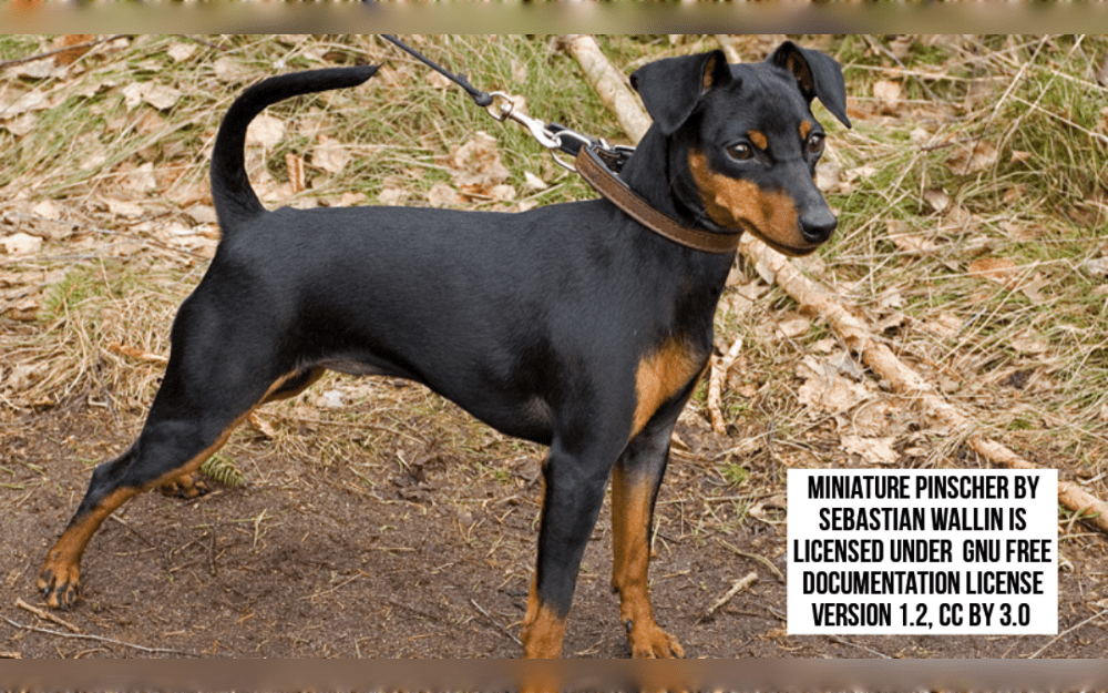 The Miniature Pinscher is a taller toy dog that originated in Germany.Fearless, active, and alert companion dogs, miniature pinschers love spending time with their families.