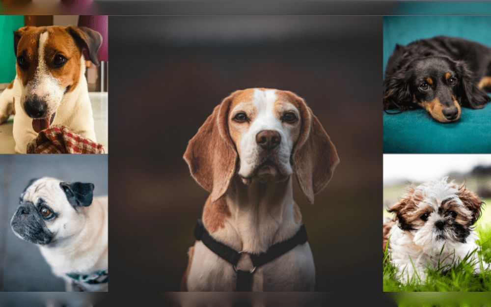 Low-maintenance dog breeds include the Beagle, Chihuahua, Labrador Retriever, Dachshund, Boxer, Pug, Grey Hound, Shih Tzu, Dalmatian, French Bulldog, Maltese, Japanese Chin and Russell Terrier.These dog breeds shed very little hair.These dog breeds don't need much exercise.