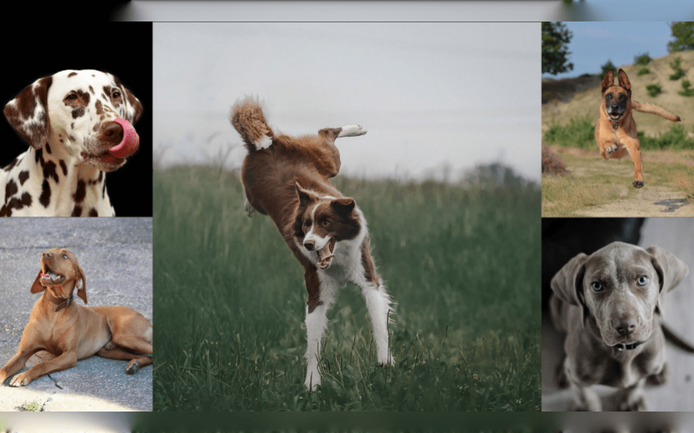 Dogs that are hyperactive show signs of excessive energy, recklessness, anxiety, attention-seeking behavior, and sometimes aggression.