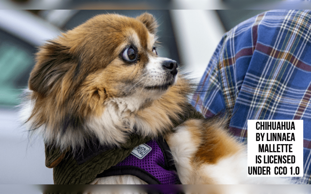 According to the experts, a commitment to provide lifelong care is necessary when adopting a pet. There are a lot of factors to take into account, including breed, lifestyle, and spare time, before making a decision to adot a pet.