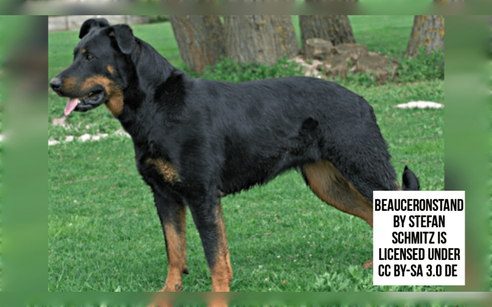 Originating in France, the beauceron is a large breed.This breed of dog is intelligent, loyal and confident.Beaucerons weigh between 70 and 100 pounds, are 24 to 27 inches tall at the shoulder, and average lifespan 10 to 12 years.
