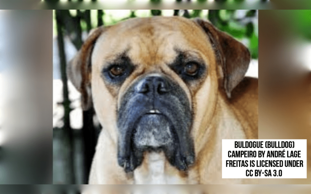 In southern Brazil, a dog breed known as the Campeiro Bulldog was developed. It is closely related to the Serrano Bulldog and is said to be a descendent of the Old English Bulldog brought to Brazil by Europeans.