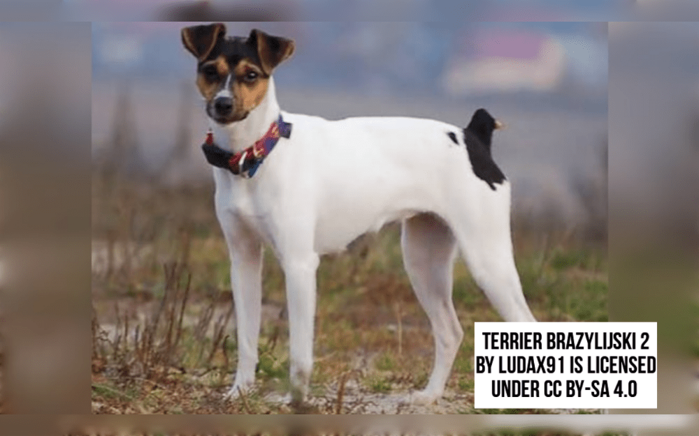 The Brazilian Terrier's build is small to medium in size and slim.Their coat is short, smooth, and fine, mostly white with markings of black, brown, or blue, tan markings on the inside and edges of the ears, on either side of the muzzle, and above the eyes.