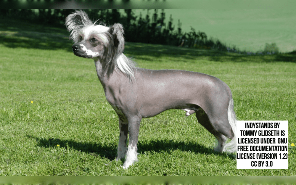 Chinese Crested Dogs are a toy breed with two different hair types: powderpuff and hairless.Usually, the Powderpuff has a long, smooth hair coat.There are different coat colors