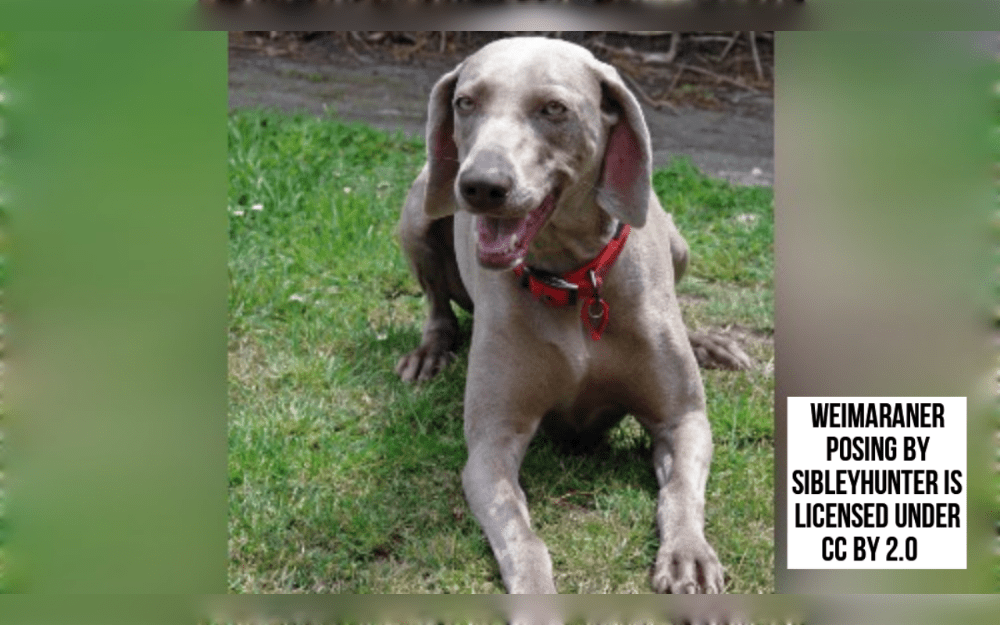 The German Weimaraner is a elegant and active dog breed. The coats of Weimaraner dogs are silky, short, and shiny.Blue-gray or silver-gray coat color, with some dogs having a tiny white patch on their chest.