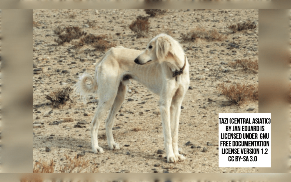 The Kazakh Tazy is a sighthound breed native to Kazakhstan. Tazys are one of the world's oldest dog breeds and are mainly used for hunting in Kazakhstan.
