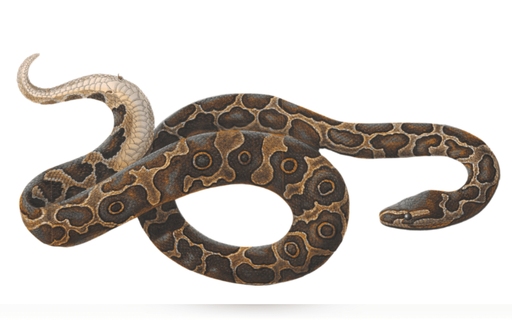 If given the right care, snakes can make wonderful pets.Some snake species might be ideal for beginners like Rough Green Snake, Ringneck Snake, Boa Constrictor, Rosy Boa, Ball Python, Pygmy Python, corn snake, milk snake, Carpet pythons,California King Snake, Western Hognose Snake.