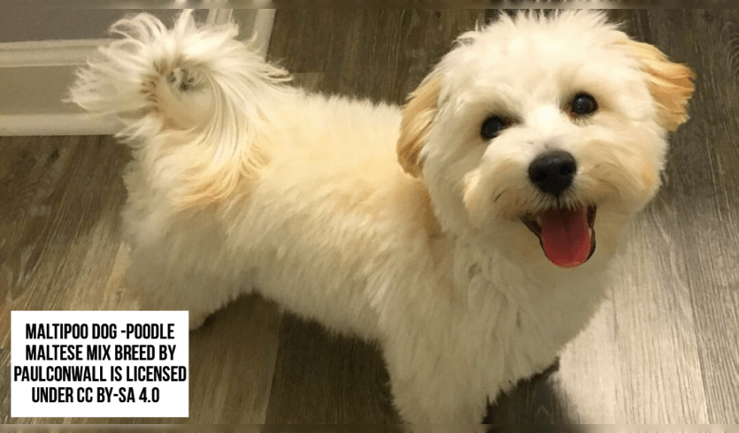 The Maltipoo is a cross between a poodle and a Maltese, a small and fluffy dog breed.Maltipoos have extremely silky, dense coats that might be cream, apricot, brown, black, or a mix of these colors.