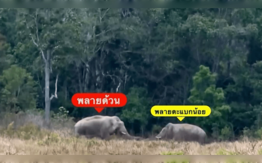 A tusk was broken in a fight between two elephants in Thailand's Khao Yai National Park. The larger elephant made the initial rush and engaged in a tusk-to-tusk fight. The fight's footage went viral. In the end, the smaller elephant withdrew, and they parted ways.