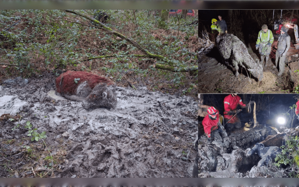 Crews from Keswick, Penrith, and Workington fire stations of Britain responded on February 6 to a report of a cow in need of rescue after being stuck in mud close to Threlkeld, according to the Cumbria Fire & Rescue Service's Facebook page.