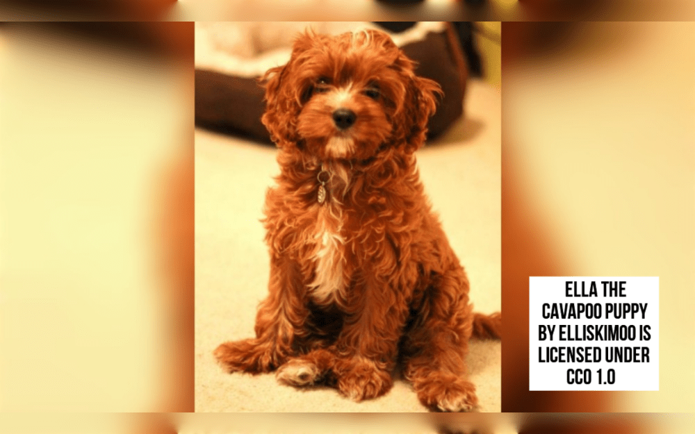 Cavapoo is a cross between Miniature Poodle or Toy Poodle and a Cavalier King Charles Spaniel. Obviously Cavapoos share some physical similarities with both their parents, Cavalier King Charles Spaniels and Poodles.