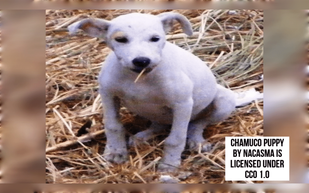 Small but strong, Mexican Pitbulls, also known as Chamucos are muscular.The Chamuco was developed in the 1970s and was named after the Mexican term "Chamuco," which means devil, to symbolize its powerful, fierce, and stubborn temperament.