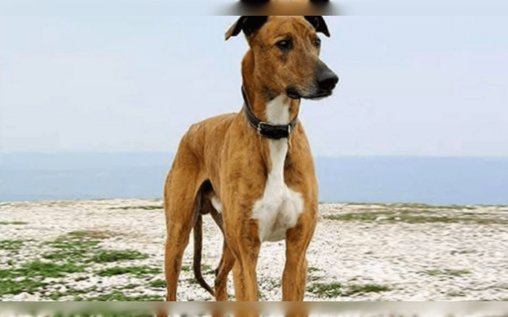 The Deccan Plateau in Maharashtra, India, is the origin of the Banjara Hound or Vanjari Hound. These dogs, which were bred by the nomadic Banjara people, were essential to hunting and developed a strong attachment with their human companions.
