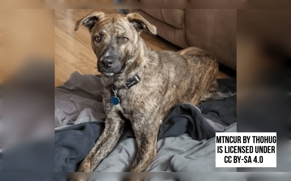The mountain cur is a medium to large size dog breed that originated in America. Originally from the Southern part of United States, Mountain Curs are an all-American breed that has long been valued for their exceptional hunting skills and devoted nature.