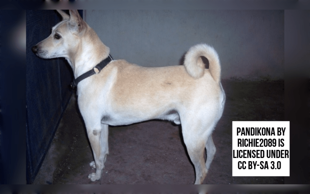 Native to the Indian state of Andhra Pradesh, Pandikona dogs are medium to large-sized, robust, athletic, and sturdy sighthound dogs.