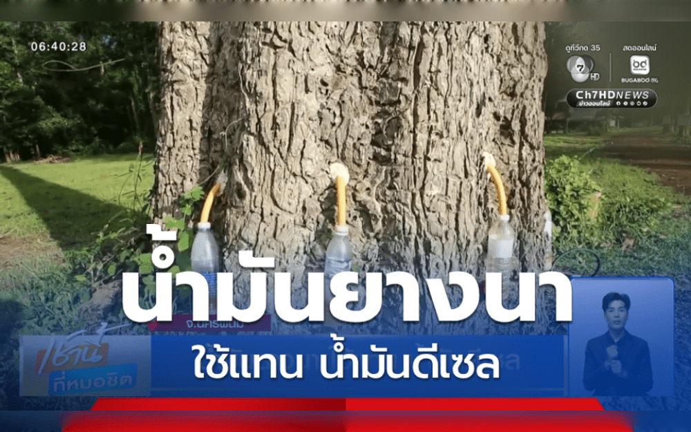 Farmers in Nakhon Phanom, Thailand, are utilizing oil collected from Dipterocarpus alatus trees to fuel tractors instead of diesel as an alternative to the fuel scarcity situation.