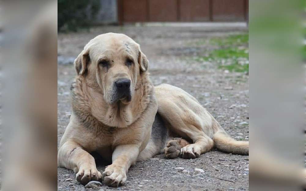 The Kurdish Mastiff is a big, powerful dog. They have a huge head, flopped ears, loose skin across the neck, a curled tail, and a deep chest.