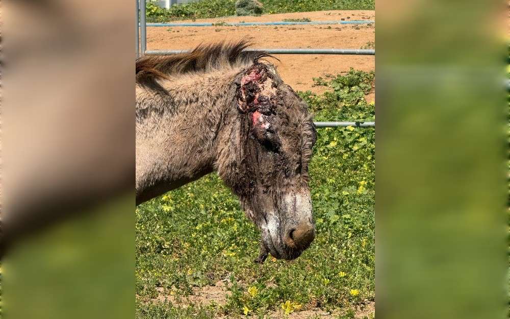 Recent attacks on wild donkeys wandering Reche Canyon have outraged the Riverside community.After the brutalization of nearly two dozen wild donkeys, the community has become more concerned. Reche Canyon, which is close to Moreno Valley, is home to the majority of the injured animals.