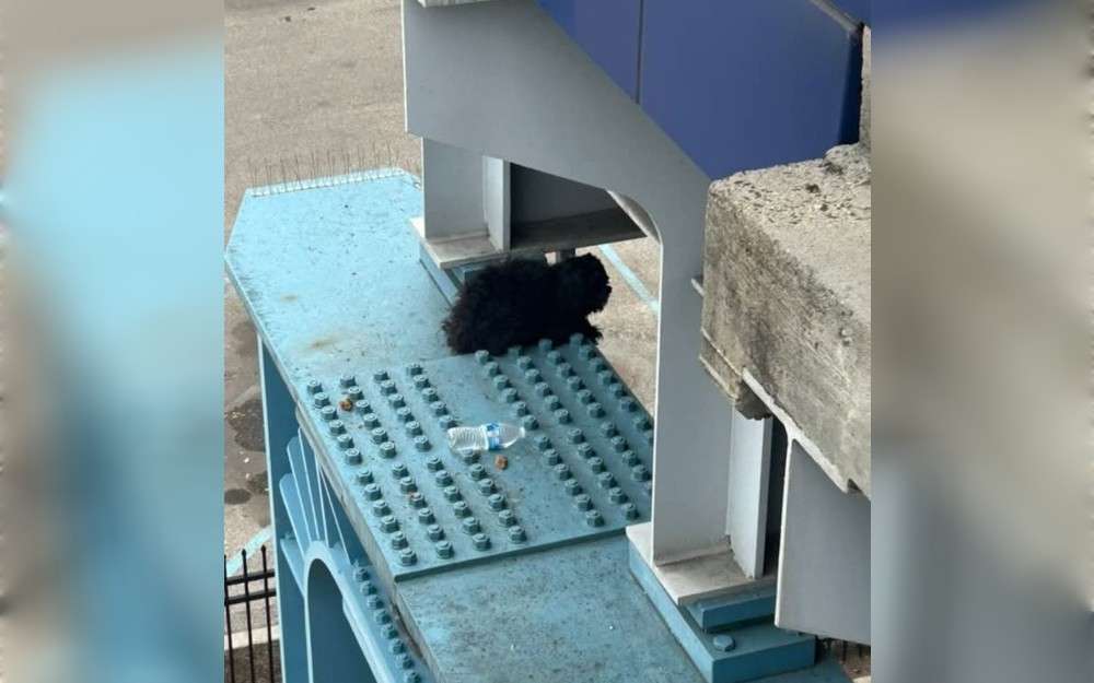 According to animal rescue group ACCT Philly, a dog was saved on Sunday from the SEPTA metro station at 63rd and Market, Philadelphia, Pennsylvania, after becoming entangled on top of a support pillar.