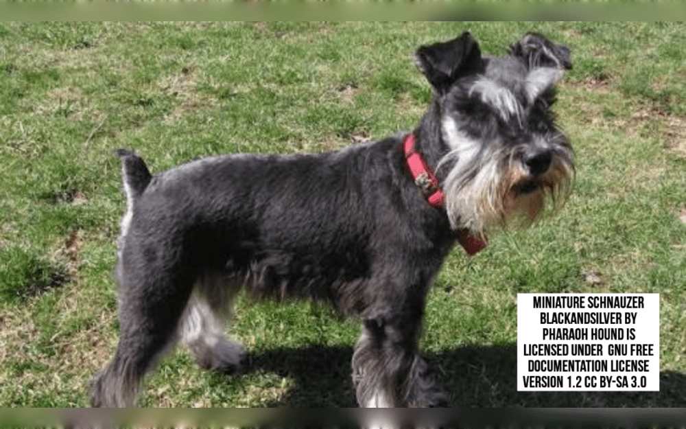 The Miniature Schnauzer is a small to medium sized terrier breed.Black, black and silver, or salt and pepper are the colors of the medium coarseness double coat of the breed.