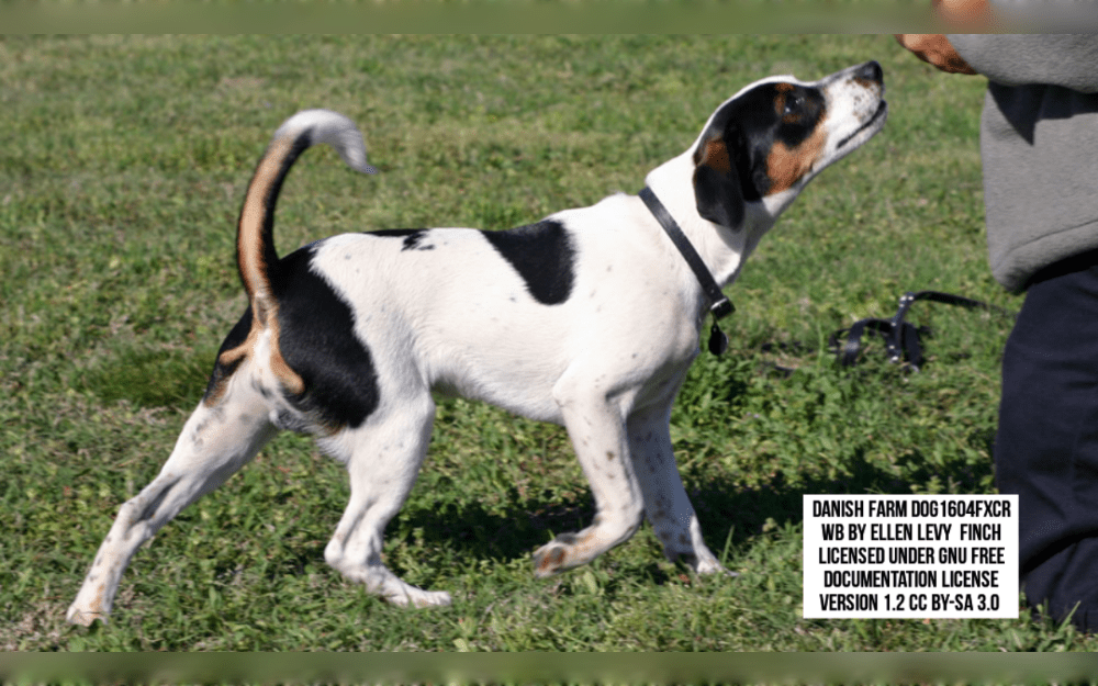 The Danish-Swedish farmdog known as the Dansk-Svensk Gårdshund has its origins in Sweden and Denmark is a small to medium sized dog breed.