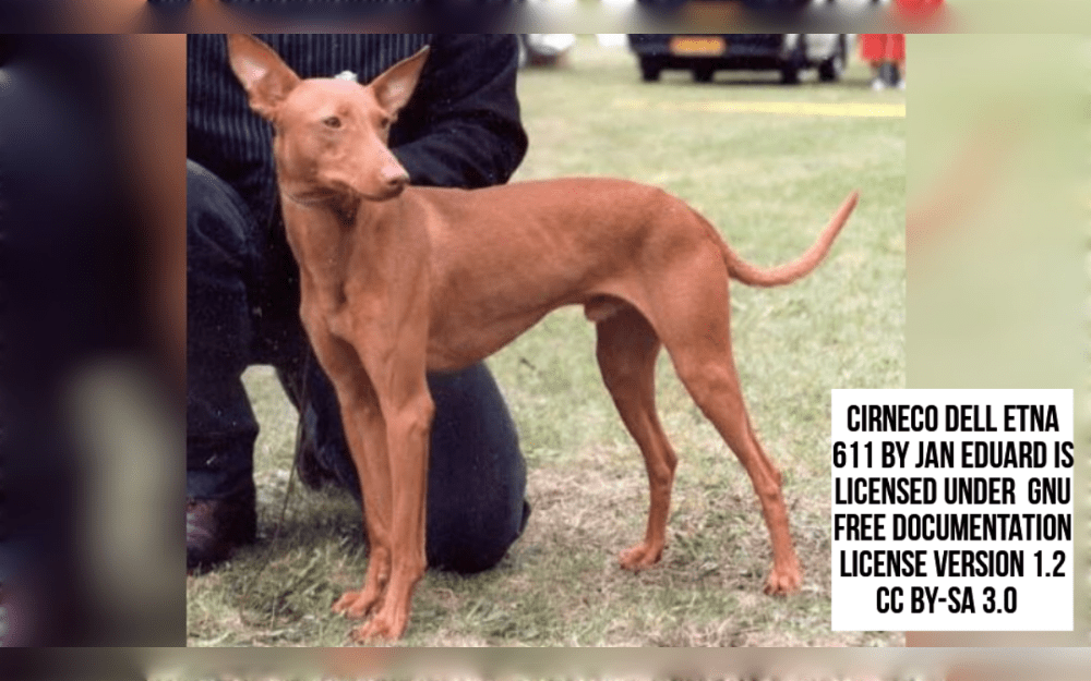 The Cirneco Dell'Etna is a medium-sized Italian breed with a strong, compact build and sleek body.Their short, smooth coats come in a variety of colors, such as tan or chestnut, with sporadic white patches around the shoulders and neck.