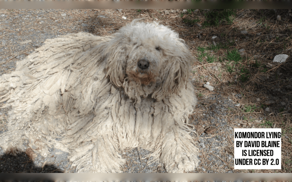 With its white corded coat, the Komondor is a unique livestock guarding dog from Hungary.The Komondor is a calm and composed breed.Komondorok have close relationships with their families.