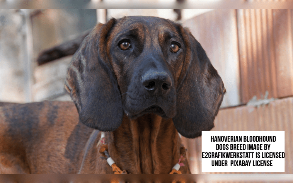 Large dog breeds Bloodhounds are recognized by their drooping ears, loose skin, and wrinkled They are strong scent detectors.