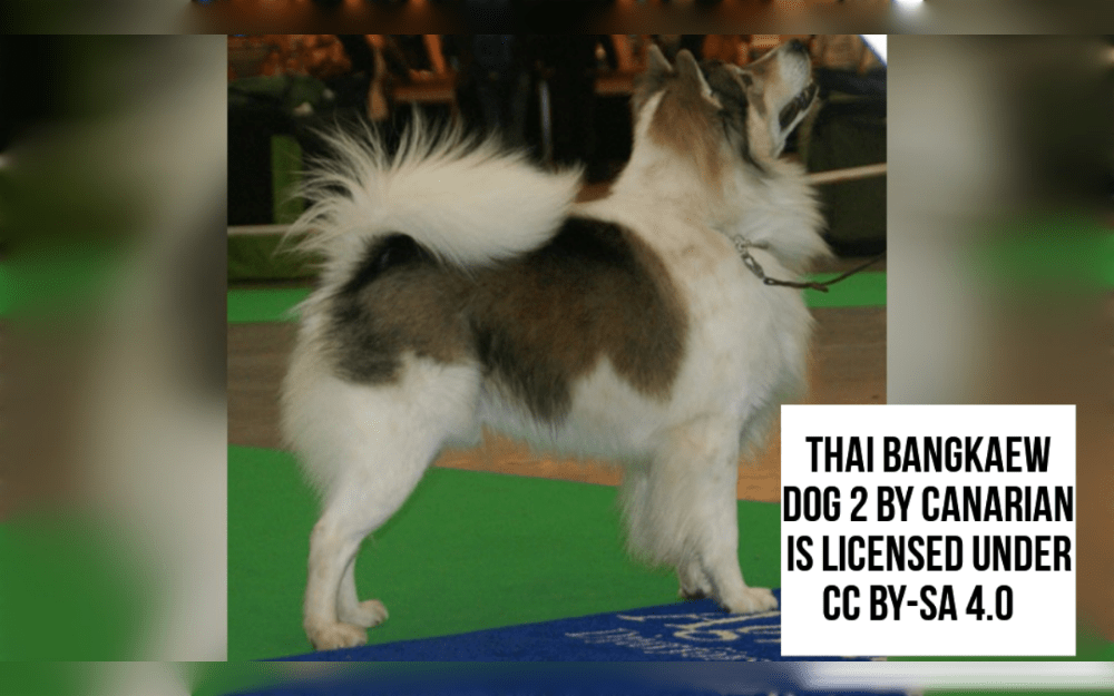 The Thai Bangkaew is a medium-sized, square-built dog with a thick double coat and a broad, deep chest.Thai Bangkaews have medium-length double coats with a dense, soft undercoat and a rough outer layer.