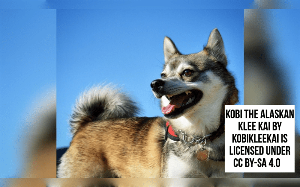 The Alaskan Klee Kai is a small, intelligent, and active dog breed.The Alaskan Klee Kai is similar to a small husky.The Inuit term "Klee Kai" means "small dog."