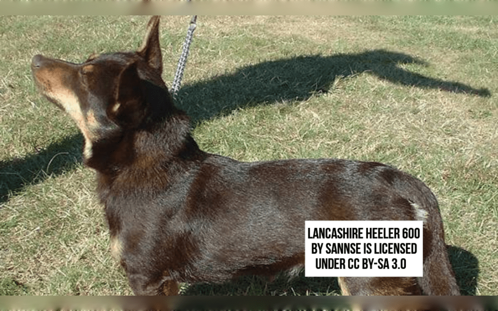 Originating in England, the Lancashire Heeler is a small breed of dog, cross between the Manchester Terrier and the Cardigan Welsh Corgi.They have short, double coats that are either liver and tan or black and tan in color.