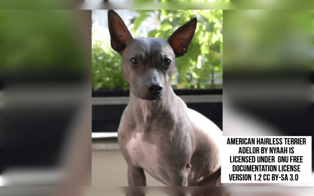 The American Hairless Terrier ranges in size from small to medium. This breed comes in two types. The hairless variety has smooth, soft skin.