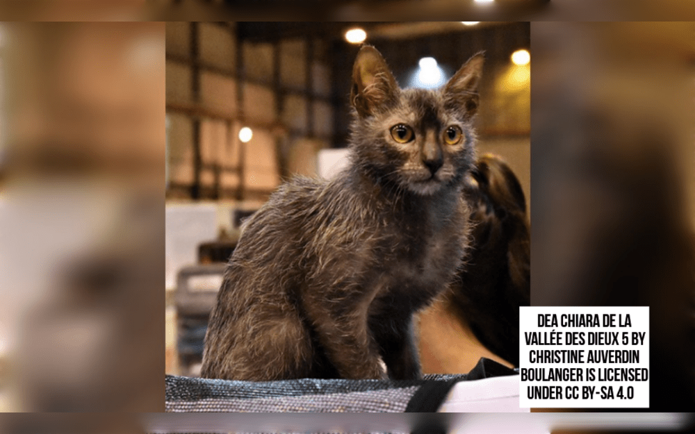 Lykoi cat breed is known for large ears, golden eyes, and a wedge-shaped head.They have a roan-patterned coat that is very smooth, white hairs scattered throughout, and a thin undercoat that seems to be longer guard hairs in areas other than the eyes, nose, and paws.
