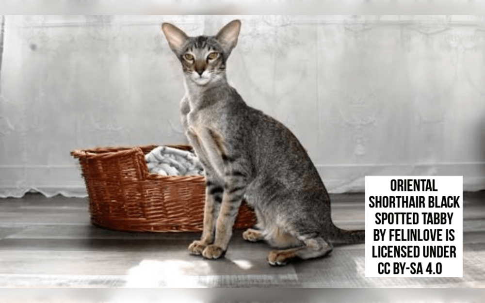 Oriental Short Hairs are medium-sized, slender cats with robust, athletic bodies.Siamese cats were crossed with Russian Blue, British Shorthair, Abyssinian, and other shorthaired species to create Oriental Shorthair.