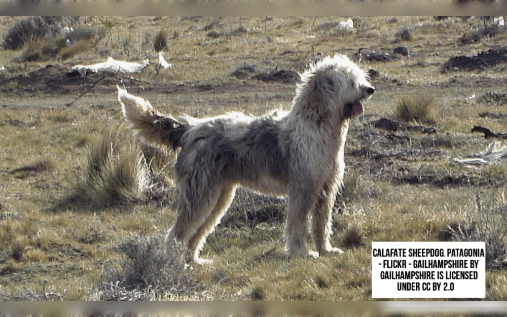 The medium-sized Patagonian Sheepdog has a thick, long coat.Black, bay, gray, gray tricolor, merle, various shades of brown, and different tones of blue tricolor are all possible coat colors.