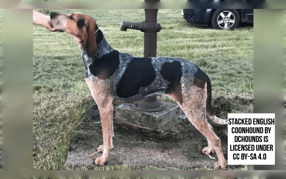 American English Coonhounds are known for their agility and endurance.Black, blue, brown, red, white and tan, tri-colored, black and tan, and red and white are some of their colors.