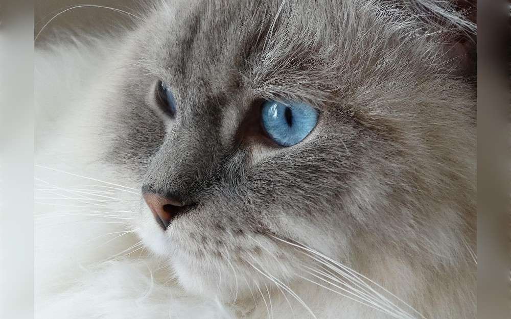 Large and sturdy, ragdoll cats have a soft, semi-long coat and blue eyes originated in Maine, United States. Coat colors are gold, silver, white, and tortoiseshell.